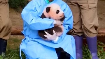 Perayaan 100 Hari Bayi Panda Shu Bao di Korsel Selatan: Peran Teknologi dalam Konservasi Satwa
